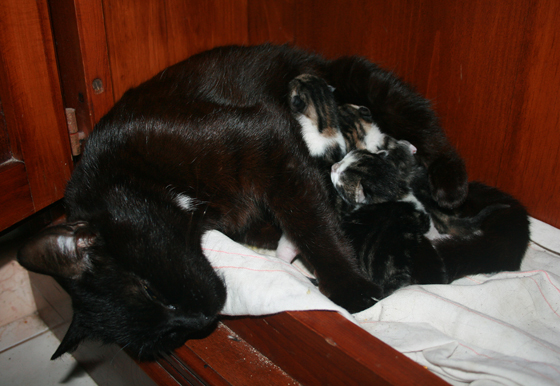 Šeimininkės katė mūsų spintoje susilaukė trijų kačiukų